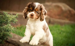 Cocker Spaniel dogs for sale: Beckham - Image 17