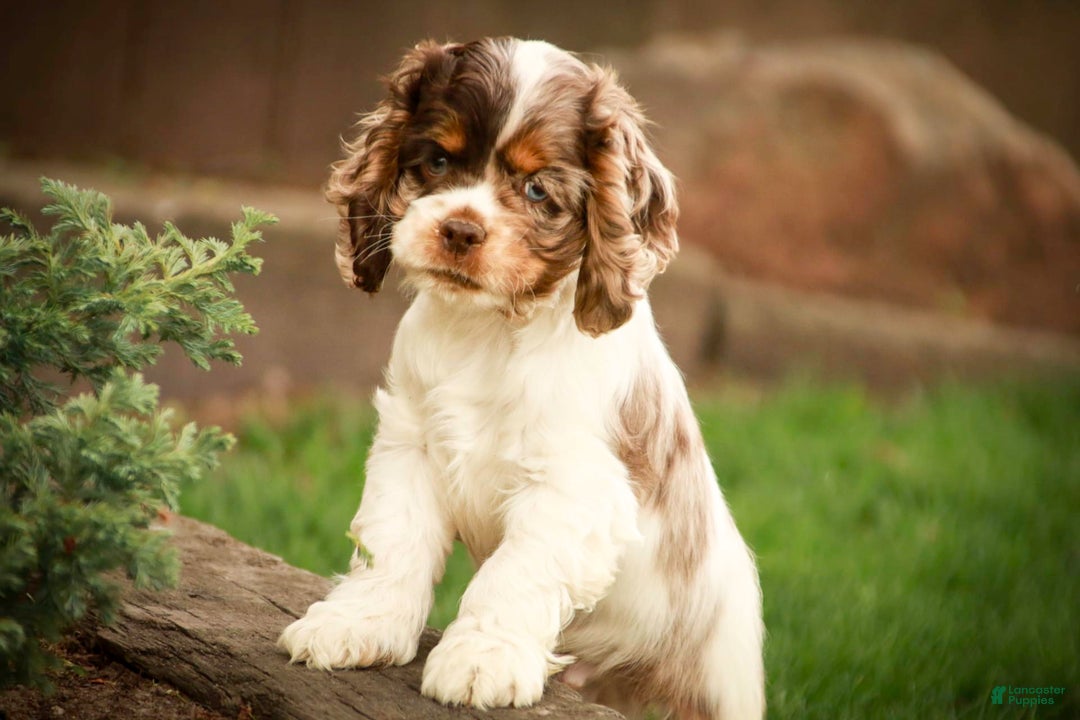 Cocker Spaniel dogs for sale: Beckham - Image 17