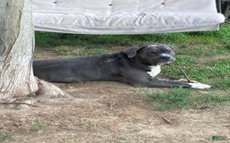 American Pit Bull Terrier dogs for sale: Brindle - Image 4