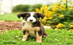 Border Collie dogs for sale: Shelby - Image 3