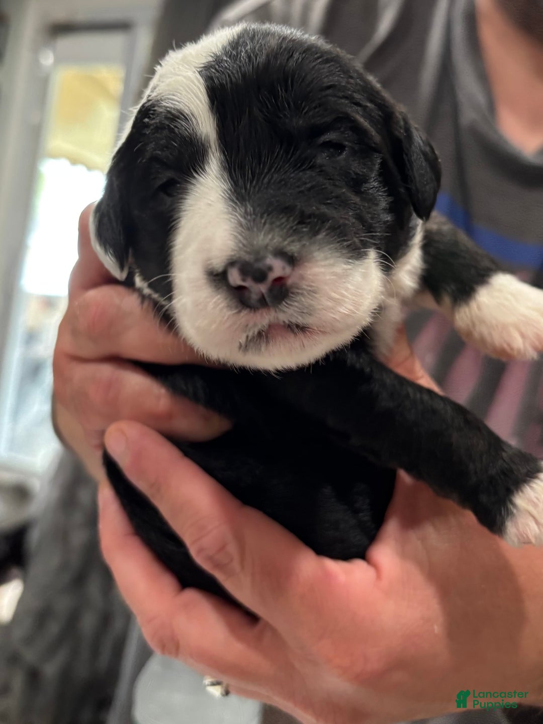 Old English Sheepdog dogs for sale: Yellow Girl - Image 9