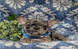 French Bulldog dogs for sale: Milo - Image 2
