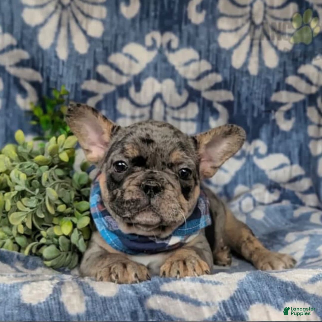 French Bulldog dogs for sale: Milo - Image 2