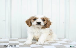 Cavapoo dogs for sale: Dakota - Image 5