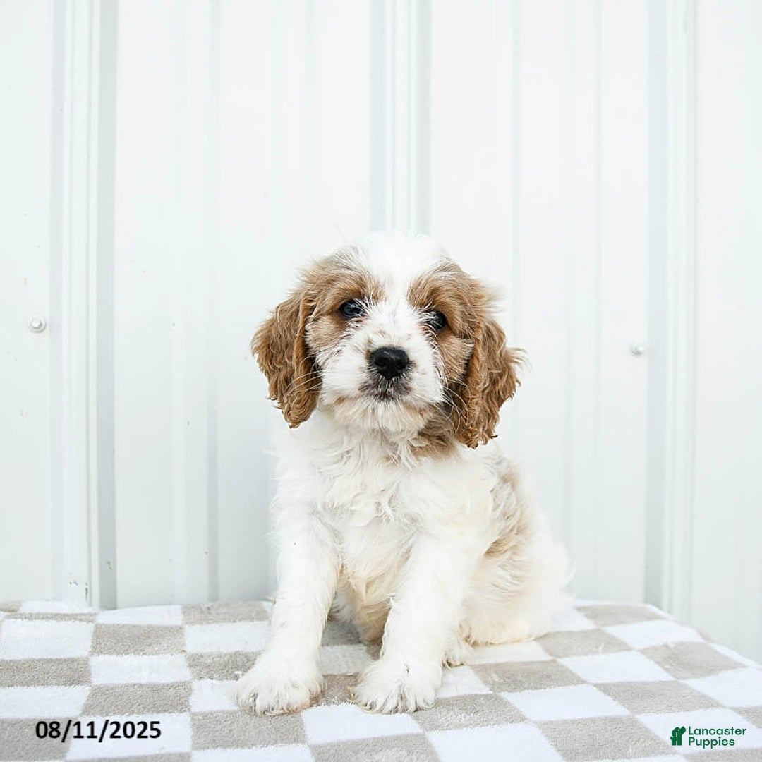 Cavapoo dogs for sale: Dakota - Image 5