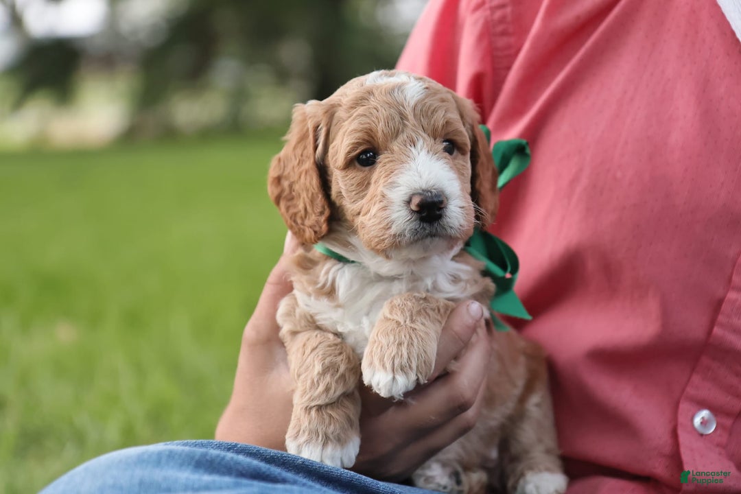 Mini Goldendoodle dogs for sale: Rio - Image 3