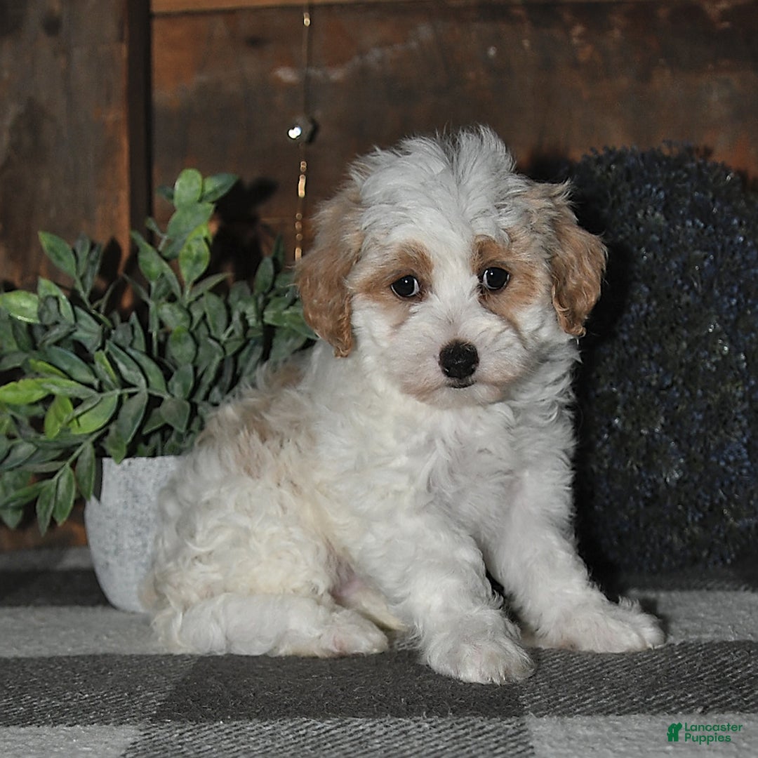 Lhasapoo dogs for sale: Daisy - Image 8