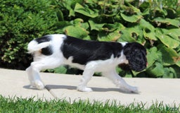 Cavalier King Charles Spaniel dogs for sale: Abby - Image 18