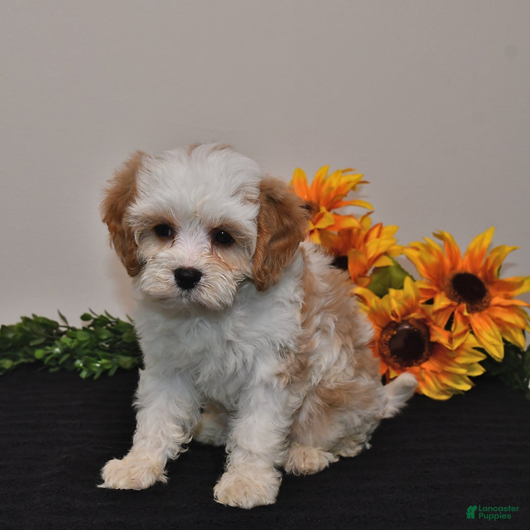 Cavapoo dogs for sale: Jade - Image 3