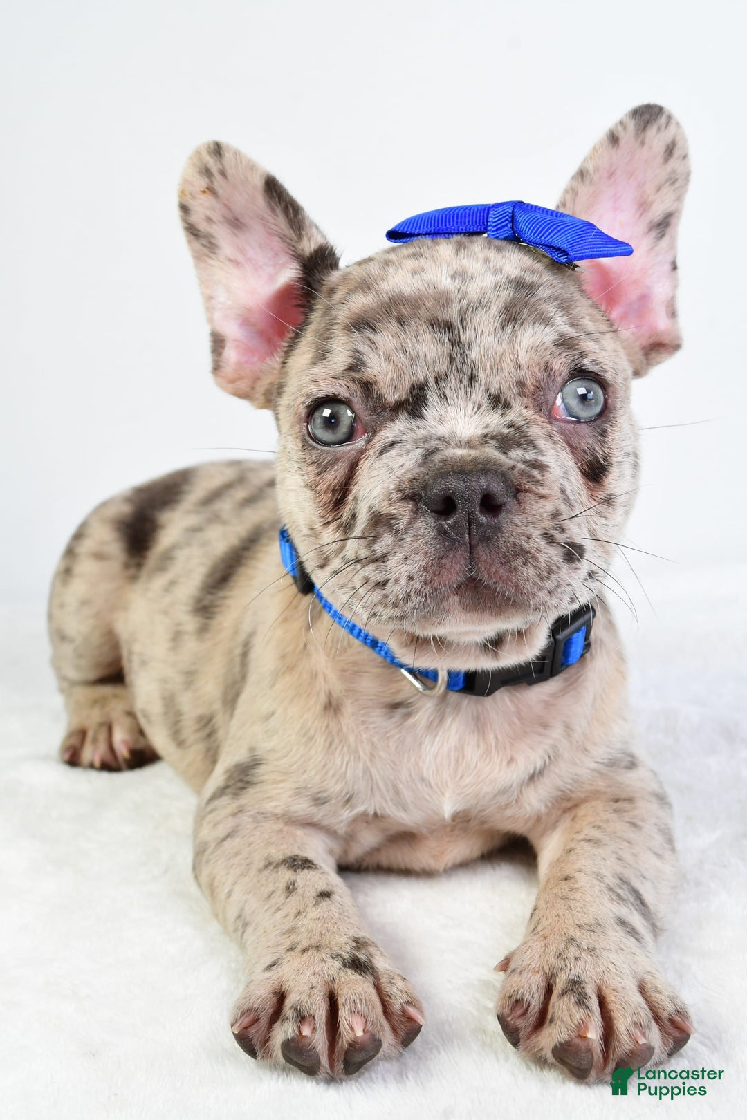 French Bulldog dogs for sale: French Bulldog 5 puppies - Image 10
