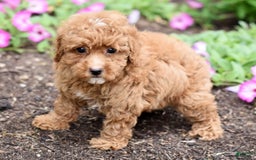 Miniature Poodle dogs for sale: Lucy - Image 9