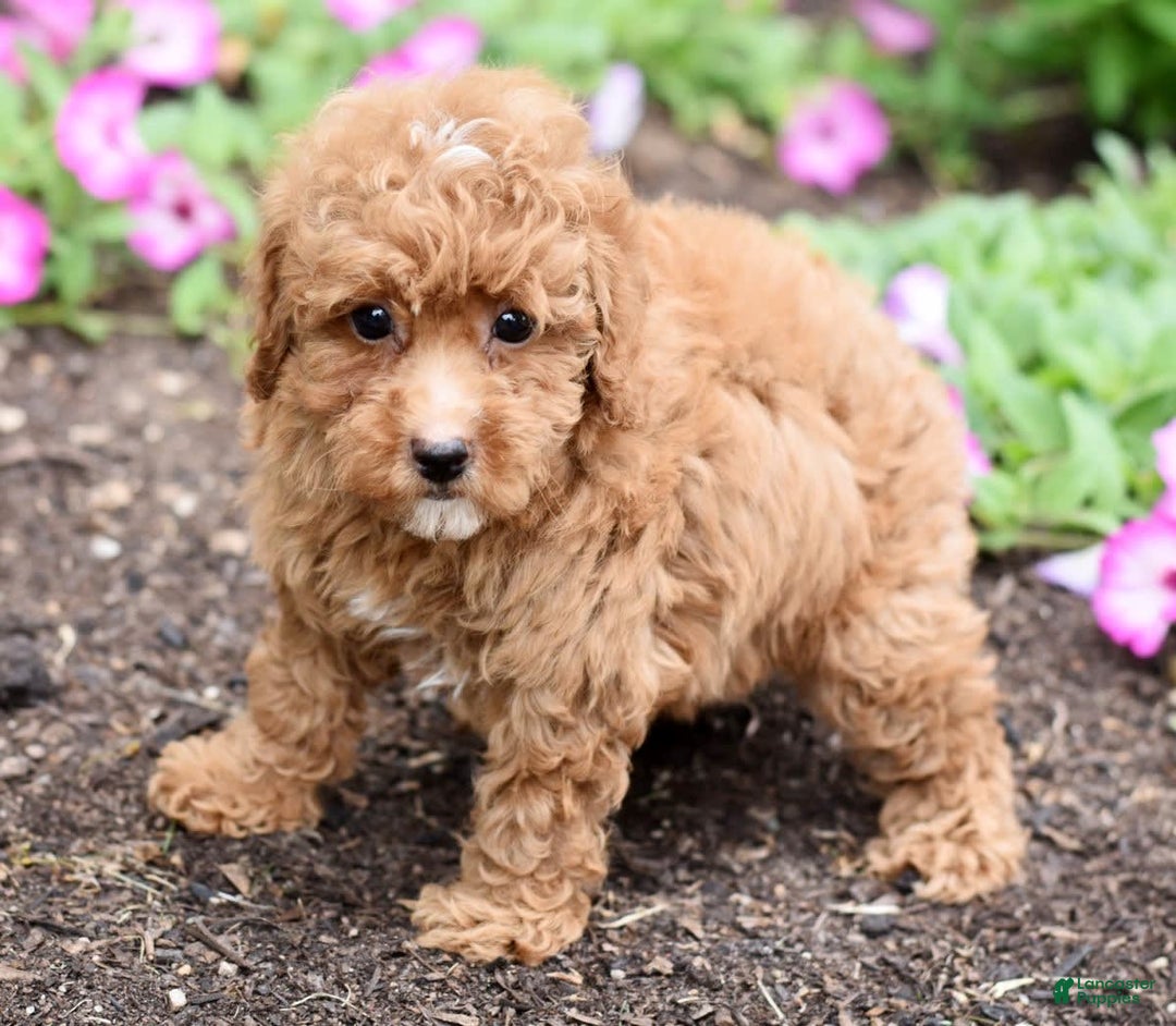 Miniature Poodle dogs for sale: Lucy - Image 9