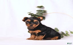 Yorkshire Terrier dogs for sale: Zara - Image 1