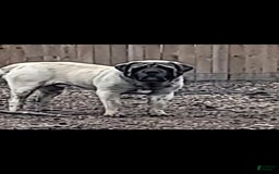 English Mastiff dogs for sale: Banner - Image 4