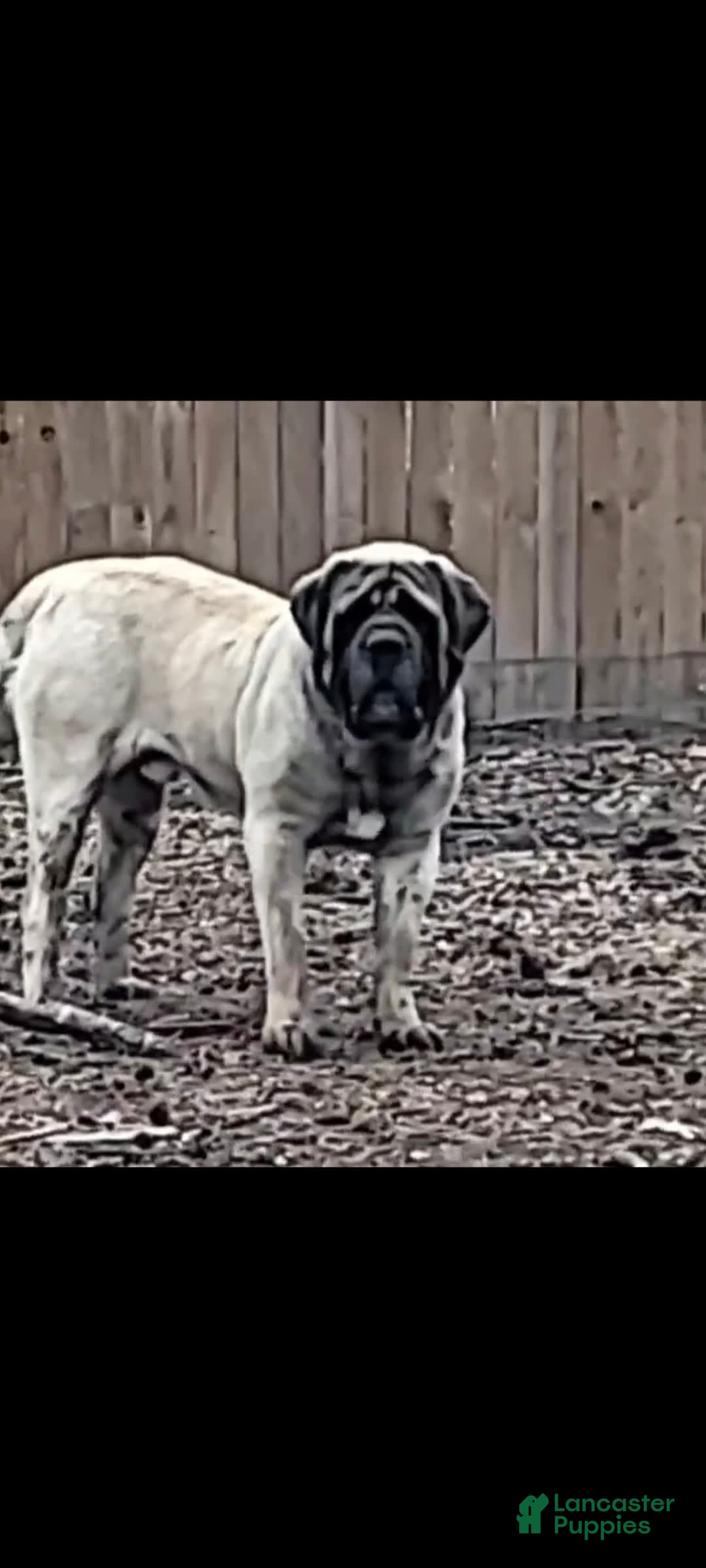English Mastiff dogs for sale: Banner - Image 4