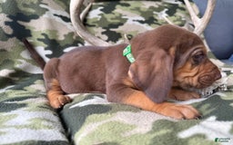 Bloodhound dogs for sale: Chill - Image 3