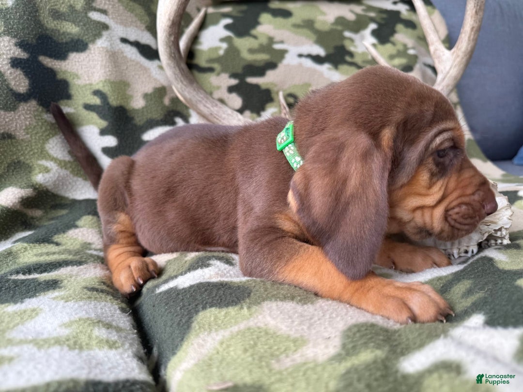 Bloodhound dogs for sale: Chill - Image 3