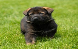 German Shepherd dogs for sale: Greta - Image 8