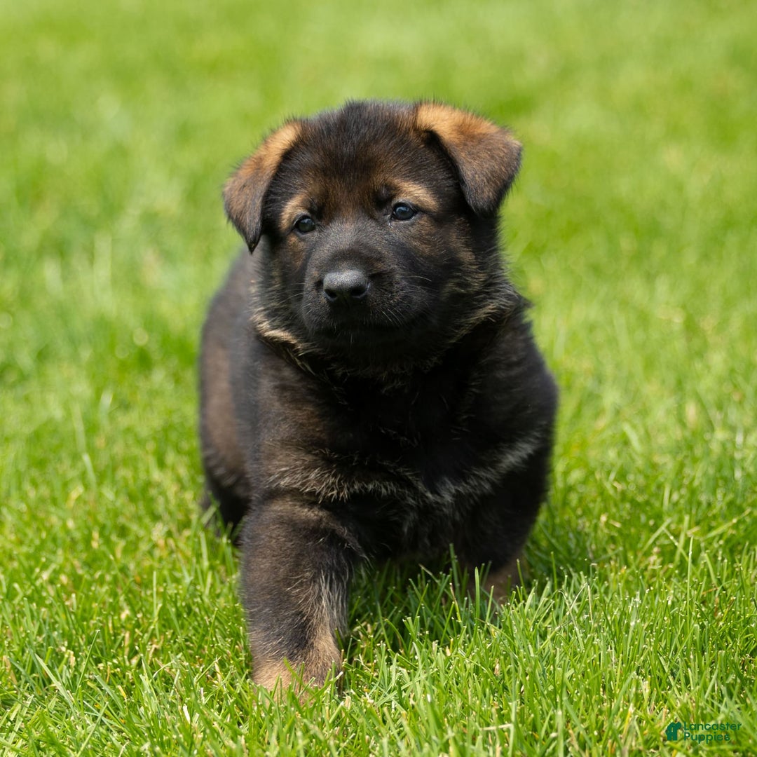 German Shepherd dogs for sale: Greta - Image 8