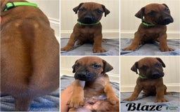 Rhodesian Ridgeback dogs for sale: Blaze - Image 4
