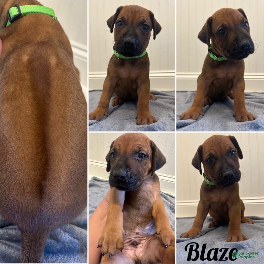 Rhodesian Ridgeback dogs for sale: Blaze - Image 4