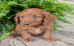 Goldendoodle dogs for sale: Ellie - Image 30