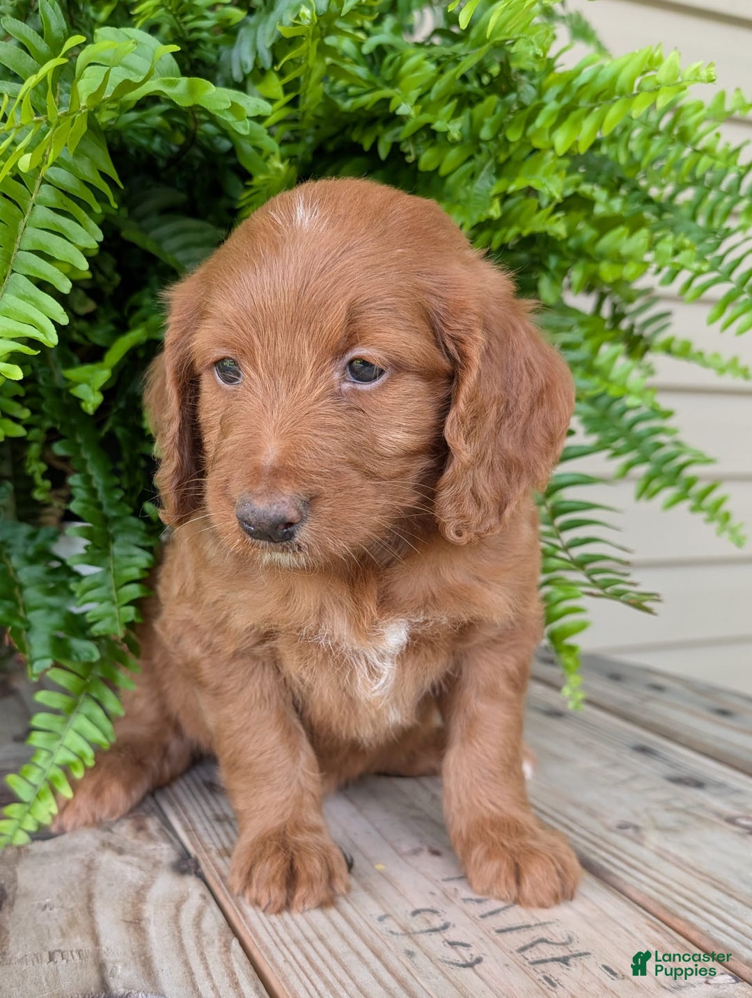 Goldendoodle dogs for sale: Ellie - Image 30