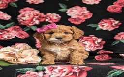 Cockapoo dogs for sale: Elsie - Image 7