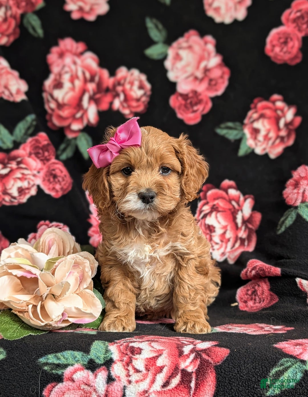 Cockapoo dogs for sale: Elsie - Image 7