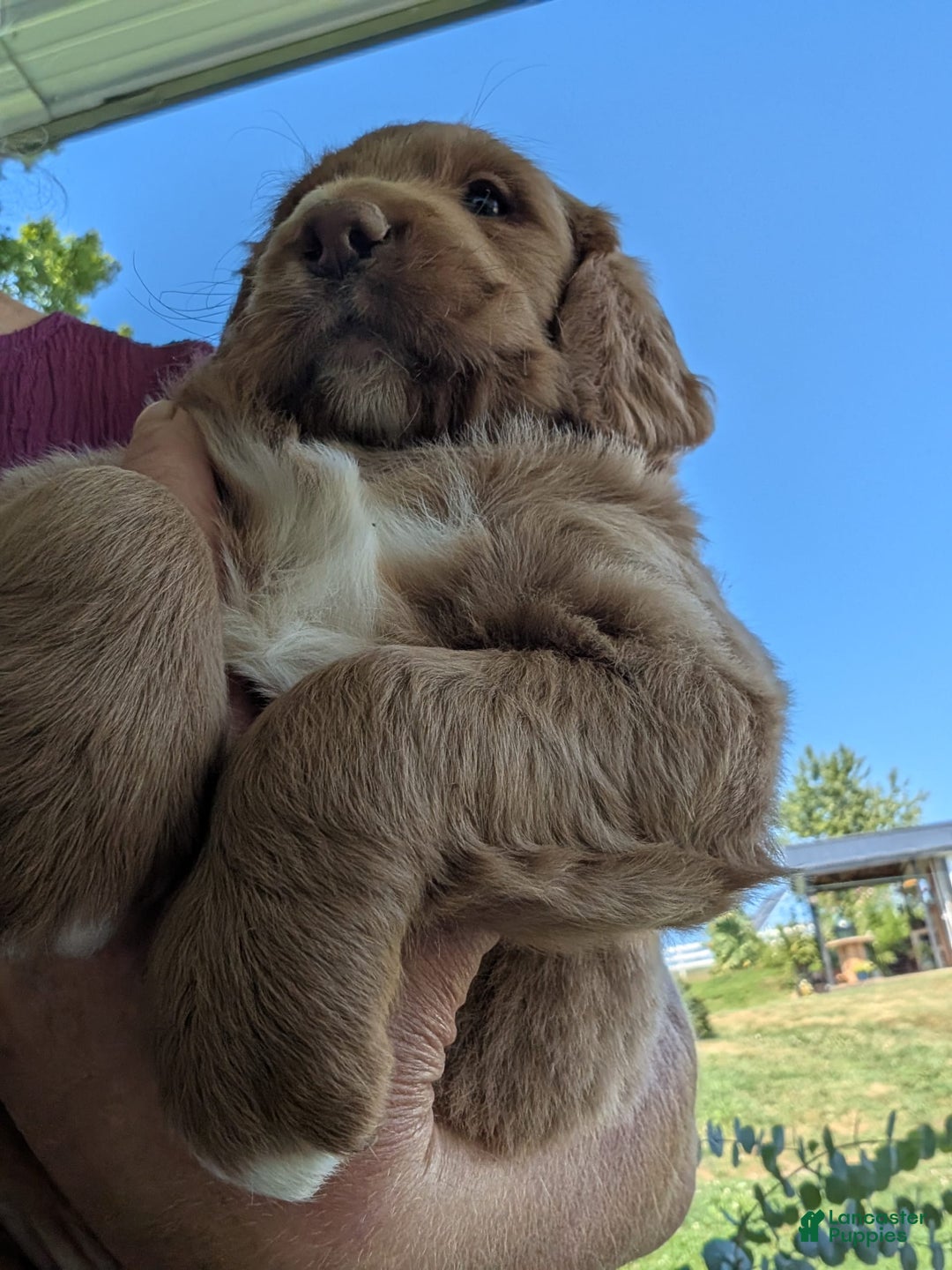 Goldendoodle dogs for sale: Barbie - Image 2