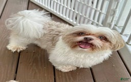 Shih Tzu dogs for sale: Lady Liberty - Image 6