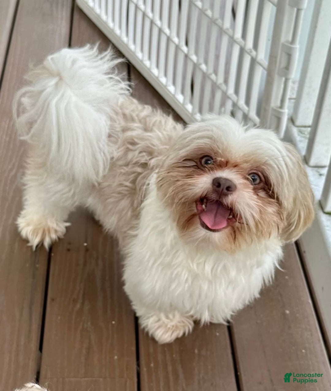 Shih Tzu dogs for sale: Lady Liberty - Image 6