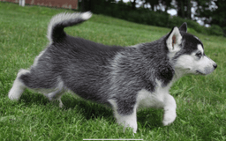 Siberian Husky dogs for sale: Alaska - Image 14