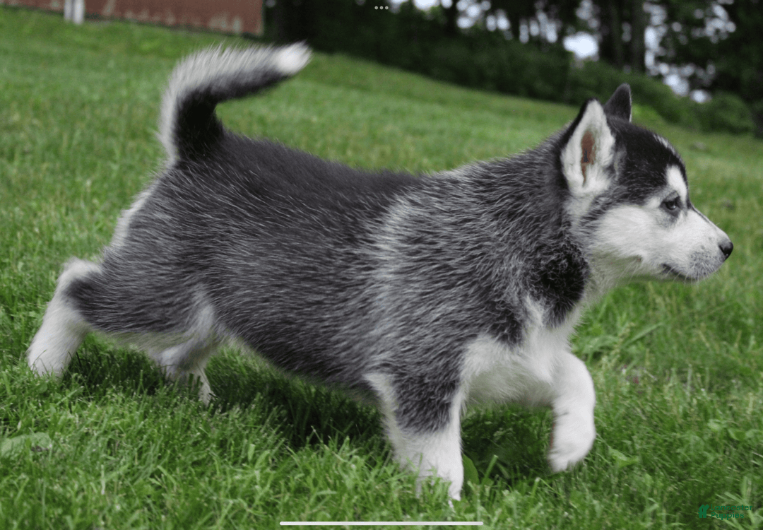 Siberian Husky dogs for sale: Alaska - Image 14
