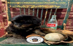 Mini Bernedoodle dogs for sale: Aelas Yellow Boy - Image 18