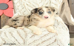 Border Collie dogs for sale: Nala - Image 1