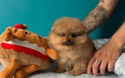 Pomeranian dogs for sale: Nelly - Image 2