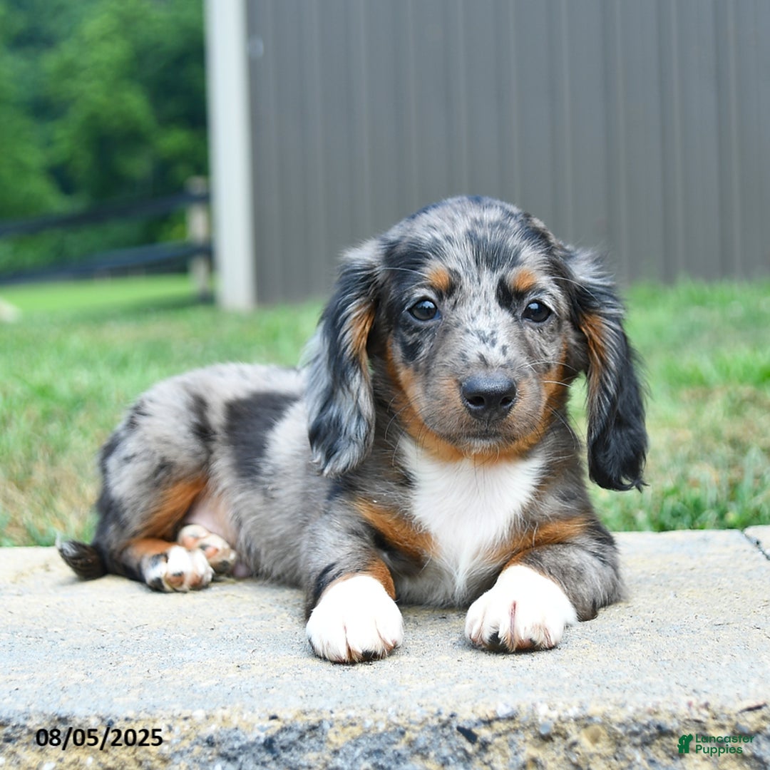 Dachshund dogs for sale: Ethan - Image 3