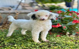 Mini Bernedoodle dogs for sale: Lonni - Image 7