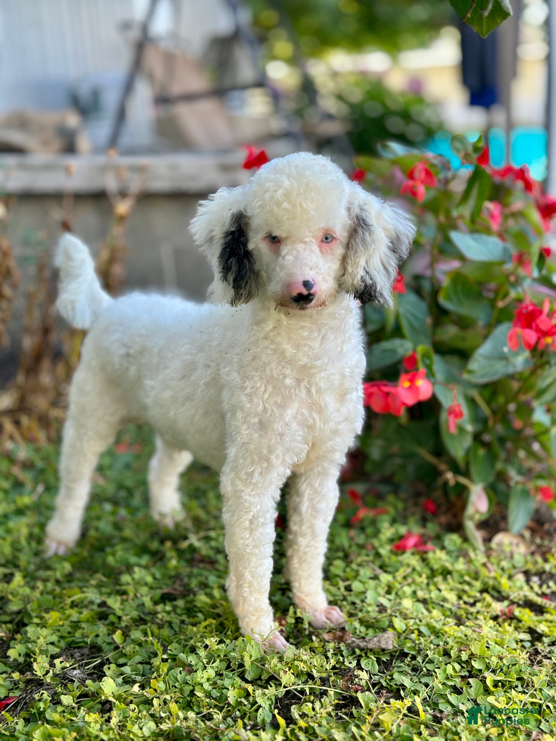 Mini Bernedoodle dogs for sale: Lonni - Image 7