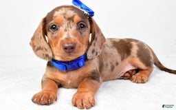Miniature Dachshund dogs for sale: Miniature Dachshund 4 puppies - Image 1