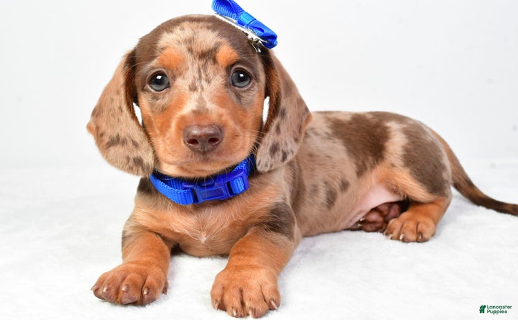 Miniature Dachshund dogs for sale - Ad 1