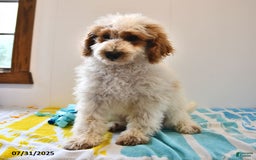 Mini Goldendoodle dogs for sale: Buster - Image 21