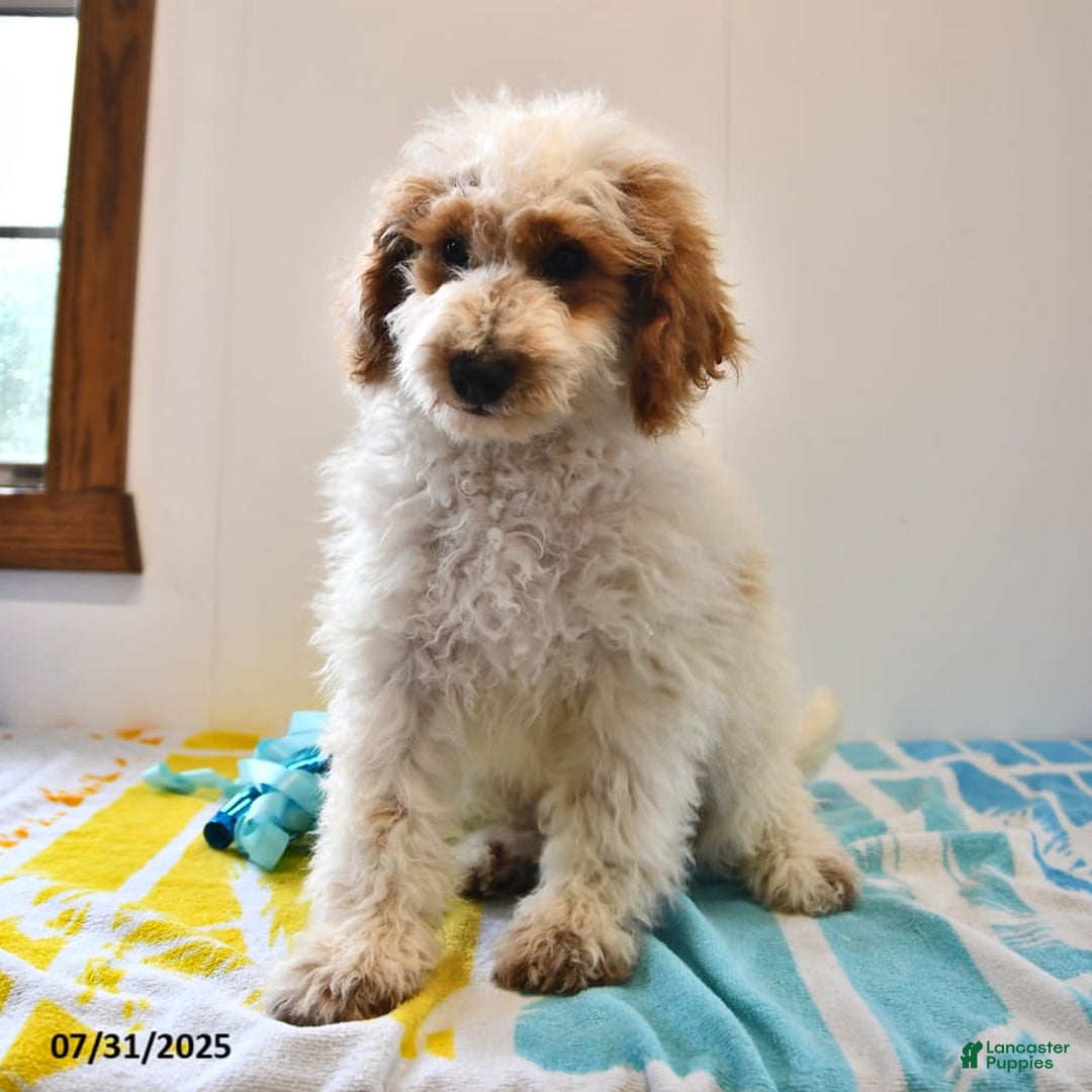 Mini Goldendoodle dogs for sale: Buster - Image 21