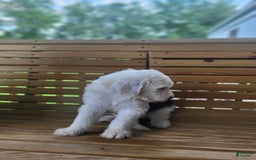 Standard Poodle dogs for sale: Alpine - Image 3