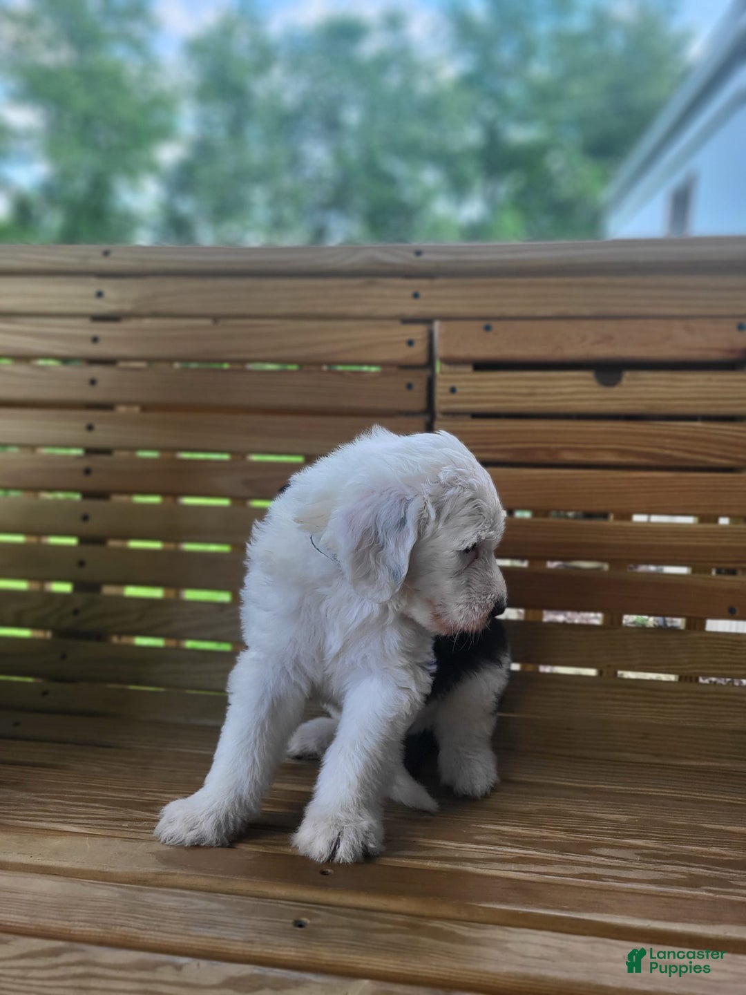 Standard Poodle dogs for sale: Alpine - Image 3