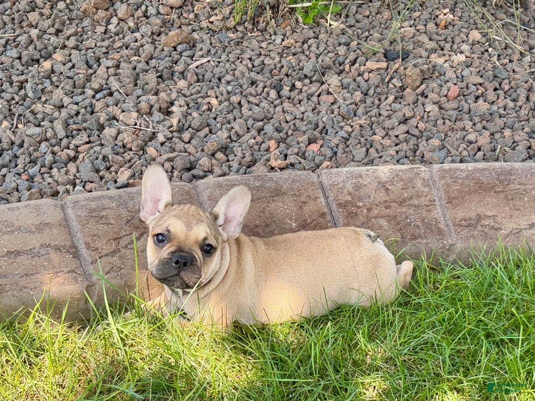 French Bulldog dogs for sale: Sandy - Image 6