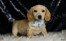 Miniature Dachshund dogs for sale: Wallen - Image 5