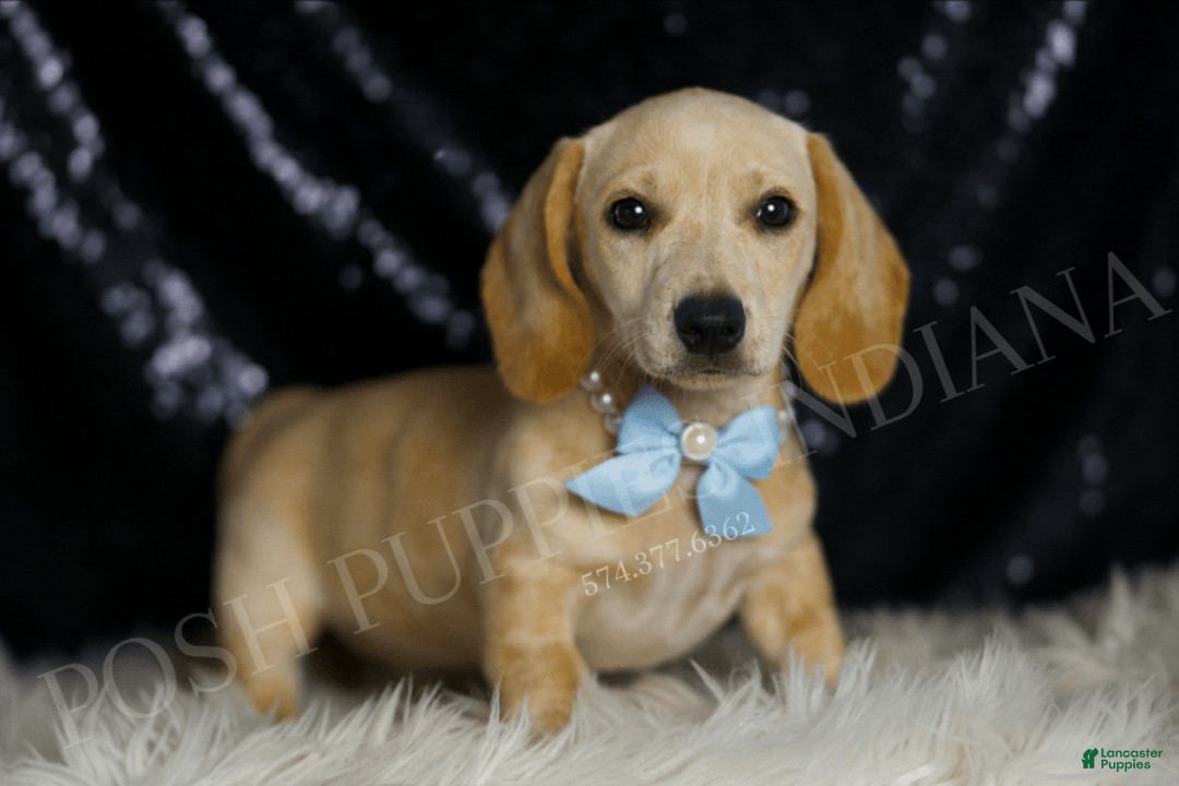 Miniature Dachshund dogs for sale: Wallen - Image 5