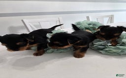 Yorkshire Terrier dogs for sale: Leo - Image 2
